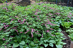 Common Bleeding Heart (Dicentra spectabilis) at Carleton Place Nursery