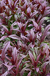 Onyx and Pearls Beard Tongue (Penstemon 'Onyx and Pearls') at Carleton Place Nursery