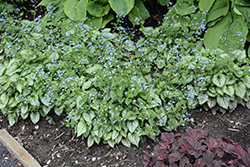 Jack Frost Bugloss (Brunnera macrophylla 'Jack Frost') at Carleton Place Nursery