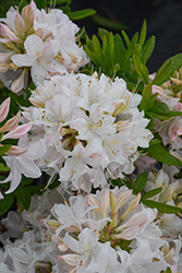 White Lights Azalea (Rhododendron 'White Lights') at Carleton Place Nursery