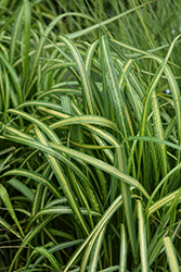 El Dorado Feather Reed Grass (Calamagrostis x acutiflora 'El Dorado') at Carleton Place Nursery