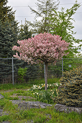 Coralburst Flowering Crab (Malus 'Coralburst') at Carleton Place Nursery