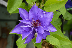 Lindsay Clematis (Clematis 'EviGsy152') at Carleton Place Nursery