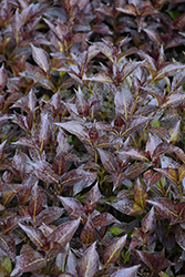 Midnight Wine Shine Weigela (Weigela florida 'SMNWFMS') at Carleton Place Nursery