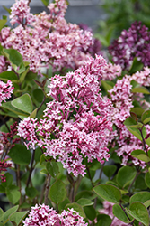 Fairytale Tinkerbelle Lilac (Syringa 'Bailbelle') at Carleton Place Nursery