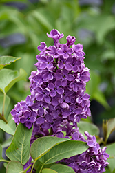 Pocahontas Lilac (Syringa x hyacinthiflora 'Pocahontas') at Carleton Place Nursery