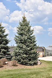 Baby Blue Blue Spruce (Picea pungens 'Baby Blue') at Carleton Place Nursery
