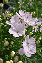Summer Morning Delphinium (Delphinium grandiflorum 'Summer Morning') at Carleton Place Nursery