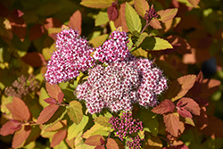 Double Play Big Bang Spirea (Spiraea 'Tracy') at Carleton Place Nursery