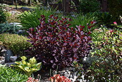 Winecraft Black Smokebush (Cotinus coggygria 'NCCO1') at Carleton Place Nursery