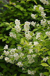 Golden Mockorange (Philadelphus coronarius 'Aureus') at Carleton Place Nursery