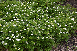 Windflower (Anemone sylvestris) at Carleton Place Nursery