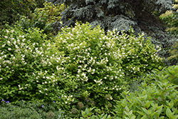 Golden Mockorange (Philadelphus coronarius 'Aureus') at Carleton Place Nursery