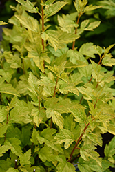 Cougar Cub Ninebark (Physocarpus opulifolius 'SueCKat') at Carleton Place Nursery