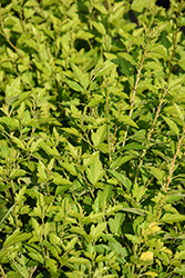 Cougar Cub Ninebark (Physocarpus opulifolius 'SueCKat') at Carleton Place Nursery