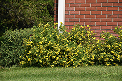 Goldfinger Potentilla (Potentilla fruticosa 'Goldfinger') at Carleton Place Nursery