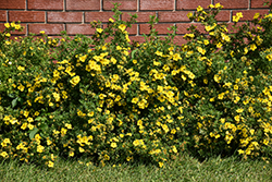 Gold Star Potentilla (Potentilla fruticosa 'Gold Star') at Carleton Place Nursery