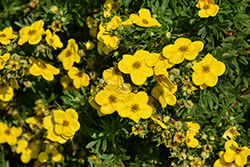 Gold Star Potentilla (Potentilla fruticosa 'Gold Star') at Carleton Place Nursery