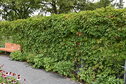 Englemann Ivy (Parthenocissus quinquefolia 'var. englemannii') at Carleton Place Nursery