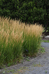 Karl Foerster Reed Grass (Calamagrostis x acutiflora 'Karl Foerster') at Carleton Place Nursery