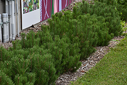 Dwarf Mugo Pine (Pinus mugo var. pumilio) at Carleton Place Nursery