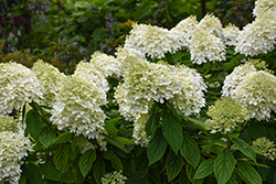 Bouncy Hydrangea (Hydrangea paniculata 'Bokomabou') at Carleton Place Nursery