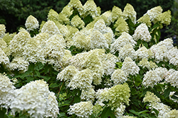 Limelight Prime Hydrangea (Hydrangea paniculata 'SMNHPPH') at Carleton Place Nursery
