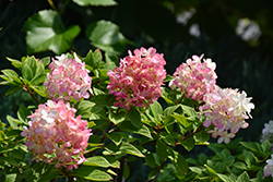 Little Lime Punch Hydrangea (Hydrangea paniculata 'SMNHPH') at Carleton Place Nursery