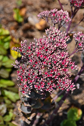 Thunderhead Stonecrop (Sedum 'Thunderhead') at Carleton Place Nursery