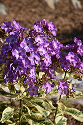 Olympus Garden Phlox (Phlox paniculata 'Olympus') at Carleton Place Nursery