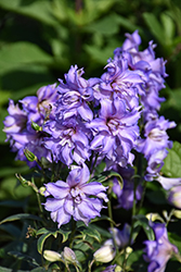 Delgenius Breezin Larkspur (Delphinium 'Breezin') at Carleton Place Nursery