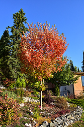 Inferno Sugar Maple (Acer saccharum 'Jeferno') at Carleton Place Nursery