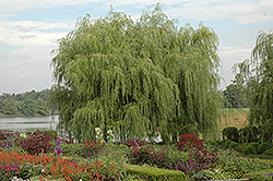 Golden Weeping Willow (Salix alba 'Tristis') at Carleton Place Nursery