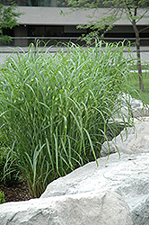 Zebra Grass (Miscanthus sinensis 'Zebrinus') at Carleton Place Nursery
