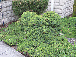 Dwarf Japgarden Juniper (Juniperus procumbens 'Nana') at Carleton Place Nursery