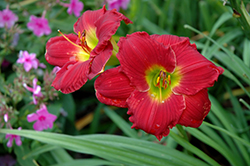 Happy Ever Appster Red Hot Returns Daylily (Hemerocallis 'Red Hot Returns') at Carleton Place Nursery