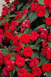 Big Bounce Red Impatiens (Impatiens 'Balbiged') at Carleton Place Nursery