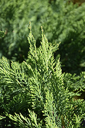 Tam Juniper (Juniperus sabina 'Tamariscifolia') at Carleton Place Nursery