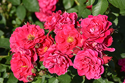 Frontenac Rose (Rosa 'Frontenac') at Carleton Place Nursery