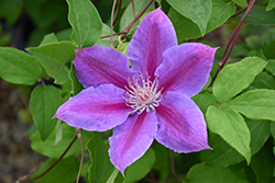 Dr. Ruppel Clematis (Clematis 'Dr. Ruppel') at Carleton Place Nursery