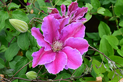Dr. Ruppel Clematis (Clematis 'Dr. Ruppel') at Carleton Place Nursery